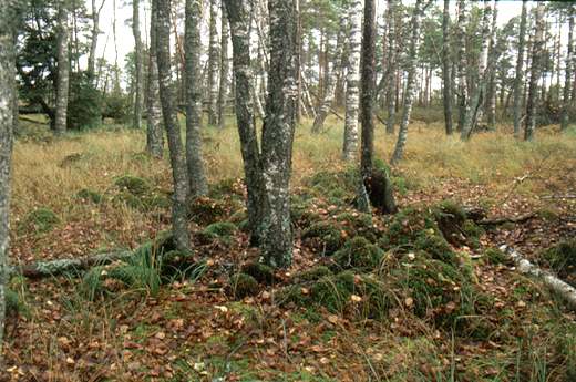 Bog moss forests, Photo Tiit Leito