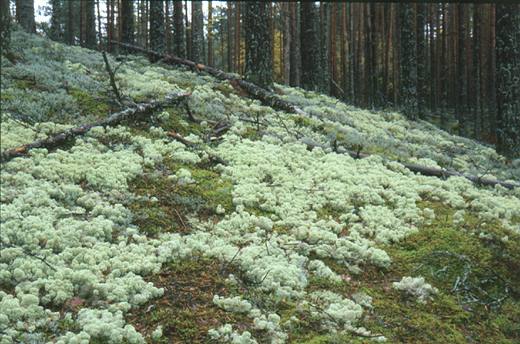 Heath forests. Photo Tiit Leito