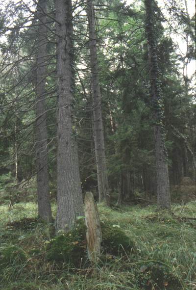 Dwarf-shrub-Sphagnum paludified forests. Photo Tiit Leito