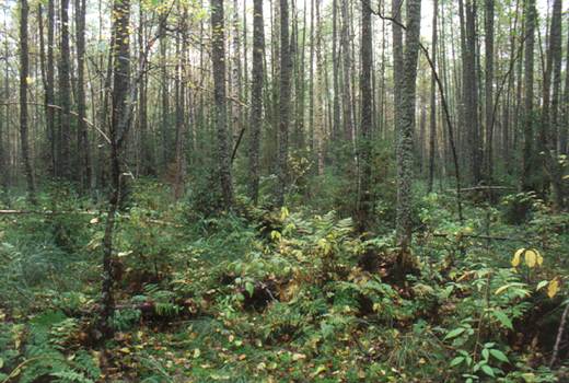 Grass fen forests. Photo Tiit Leito