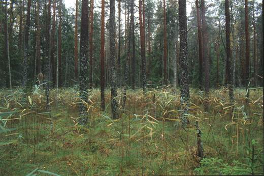 Grass fen forests. Photo Tiit Leito