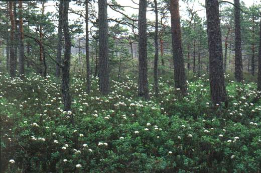 Bog moss forests, Photo Tiit Leito